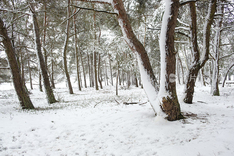 雪景在寒冷的冬日里与新鲜的雪