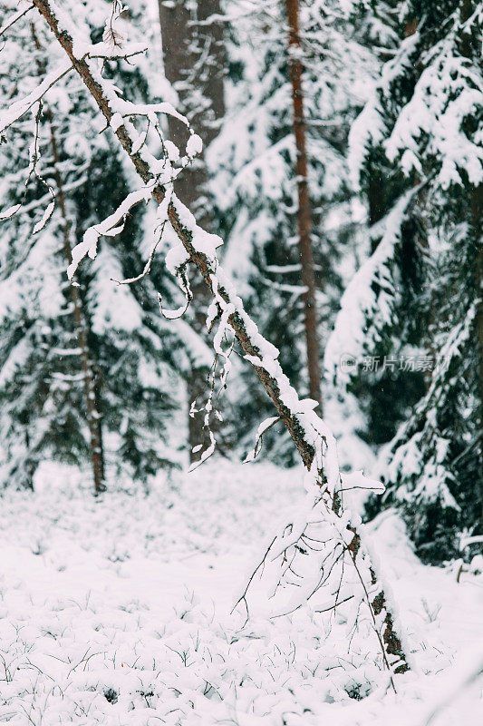 神奇的雪覆盖了树木。美丽的冬天的风景