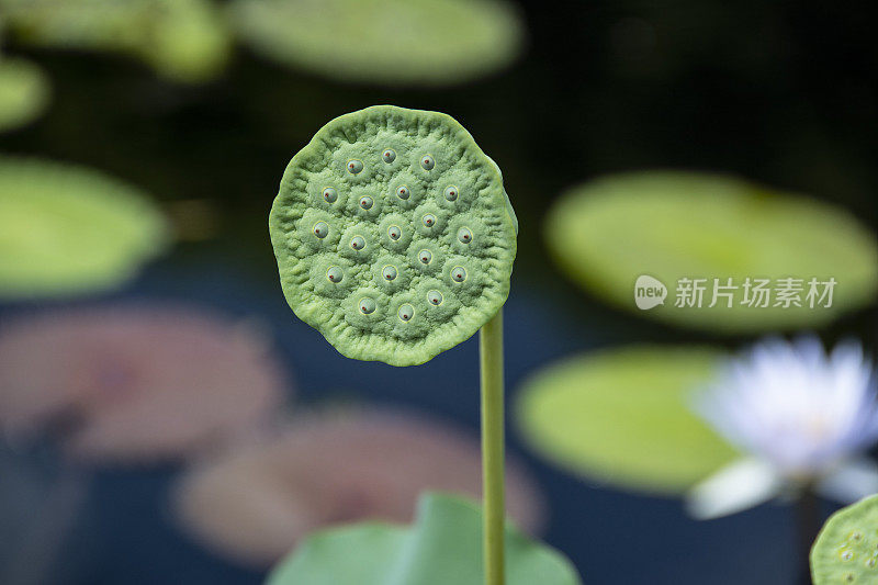 芝加哥植物园