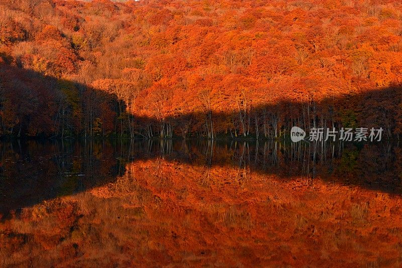 日本东北部和田市秋季沼泽的光影