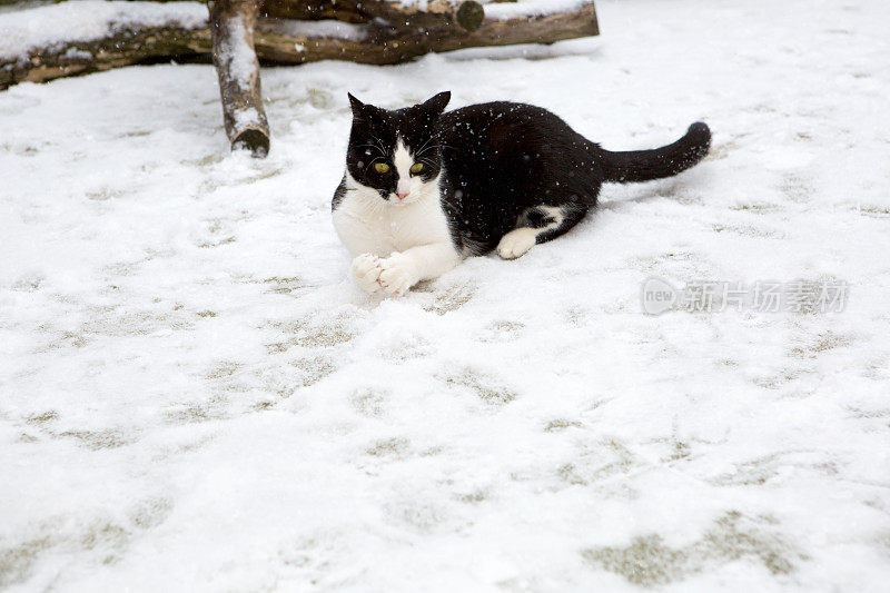 猫玩雪