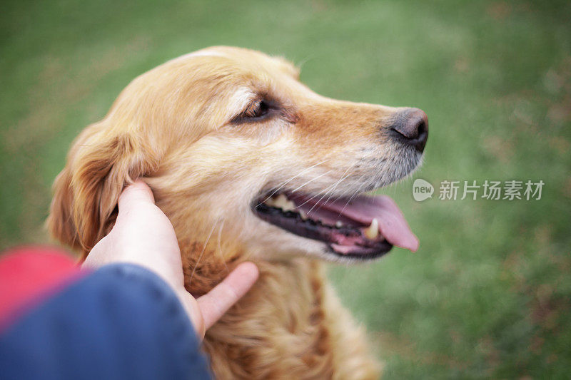 金毛猎犬的狗