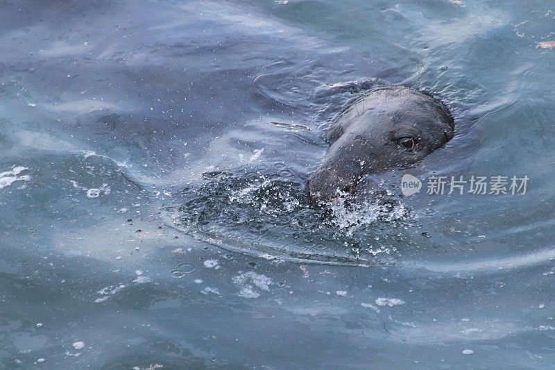 港海豹游泳