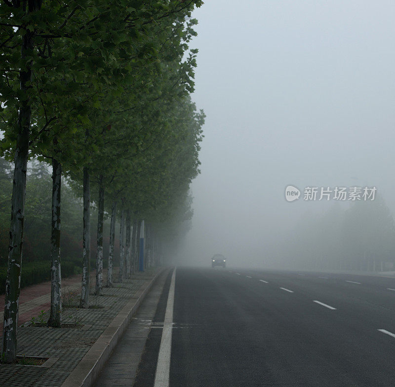 晨雾中的林荫大道