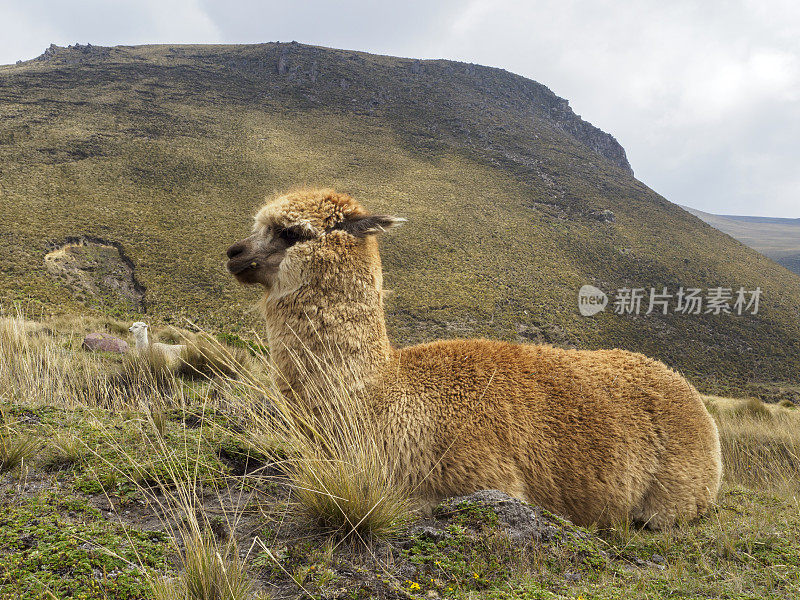 钦博拉索火山附近的羊驼
