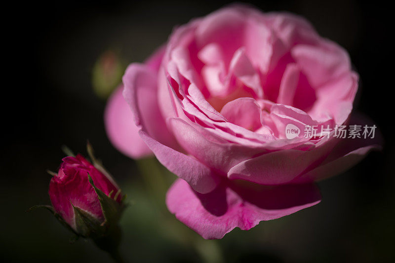 粉红玫瑰丛花头和花蕾特写