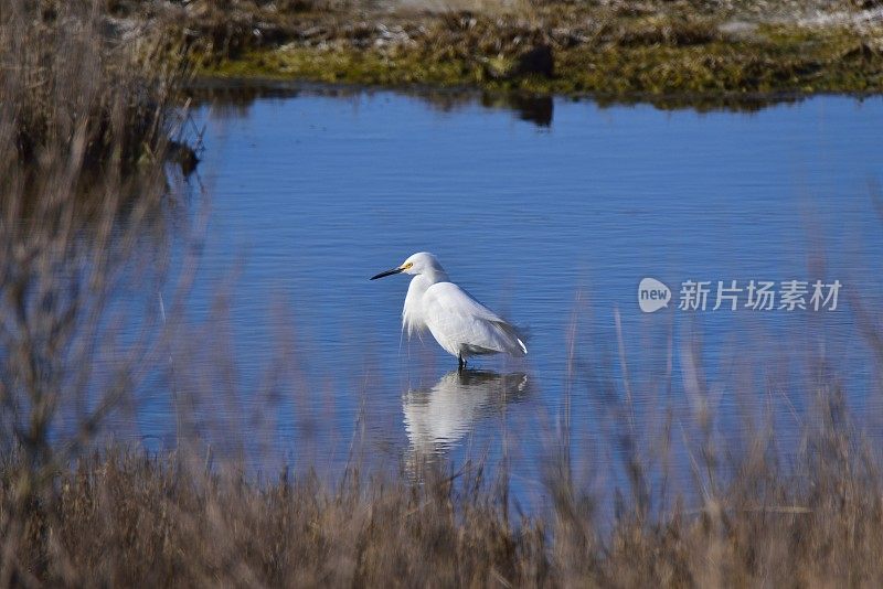 白鹭和倒影