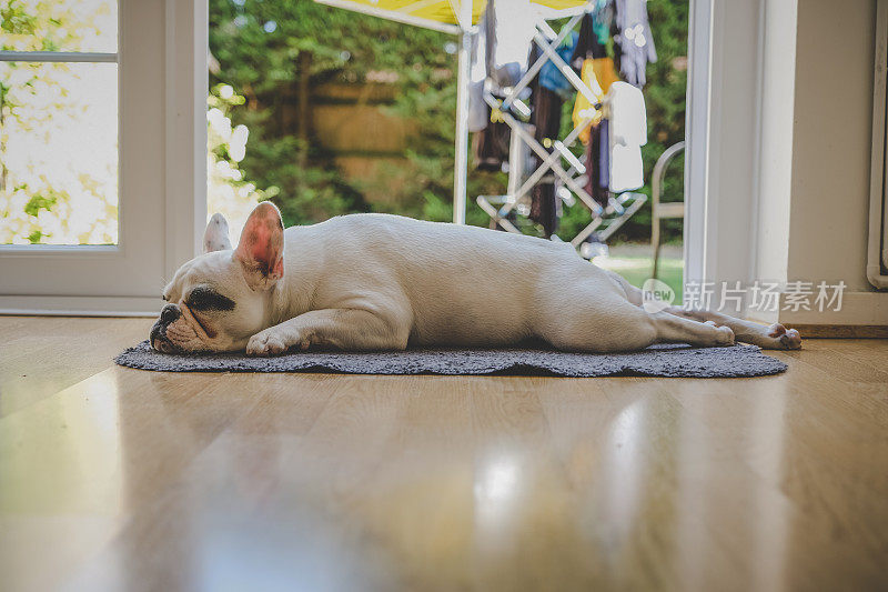一只法国斗牛犬在门边睡觉