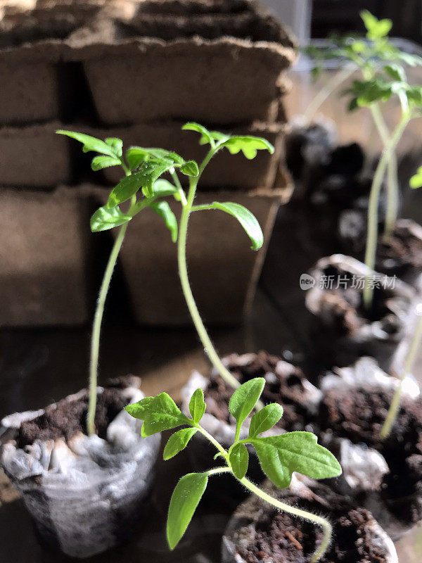 幼小的番茄幼苗在泥炭盆，准备春季种植