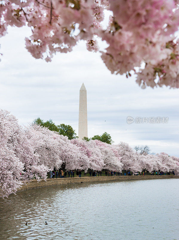华盛顿特区的华盛顿纪念碑和樱花