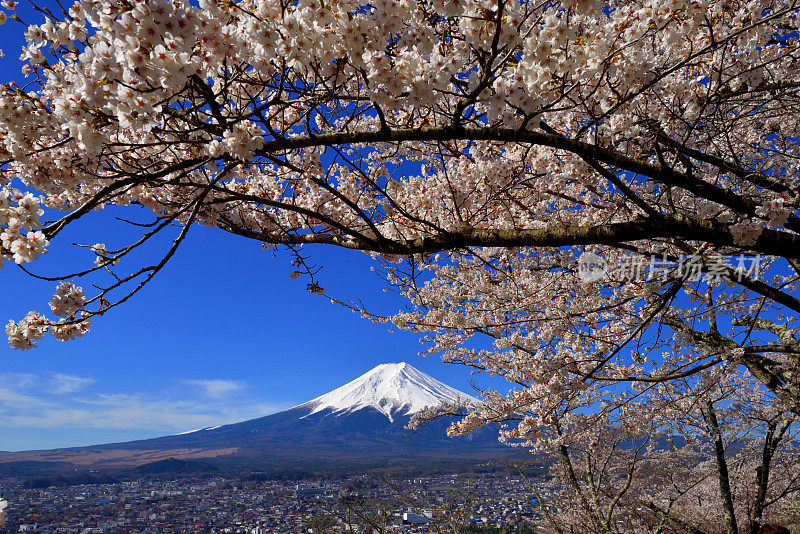 富士山和樱花:从荒山森根公园，富士吉田