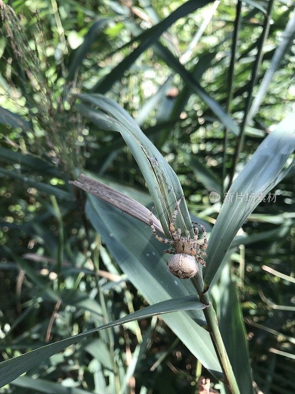 花园圆球编织蜘蛛在芦苇