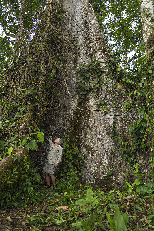 厄瓜多尔最高的木棉树
