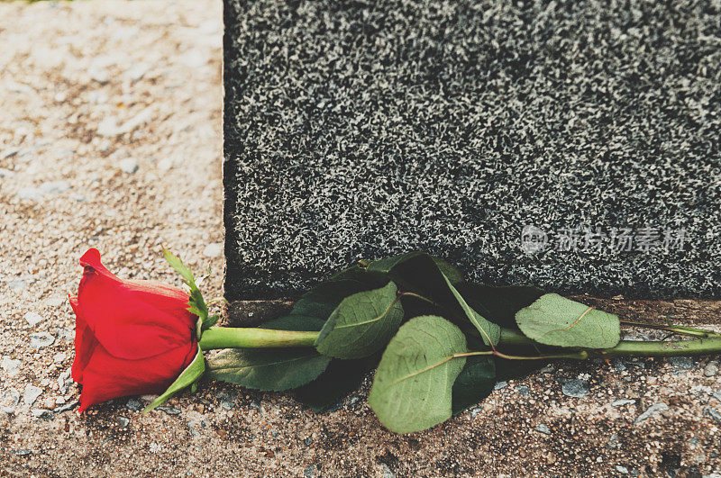 玫瑰放在墓碑上