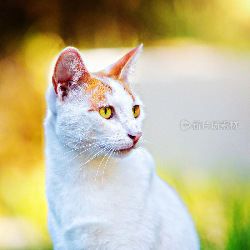 好奇的姜白色和金色眼睛的猫