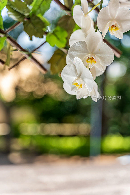 花架上的巴西白花