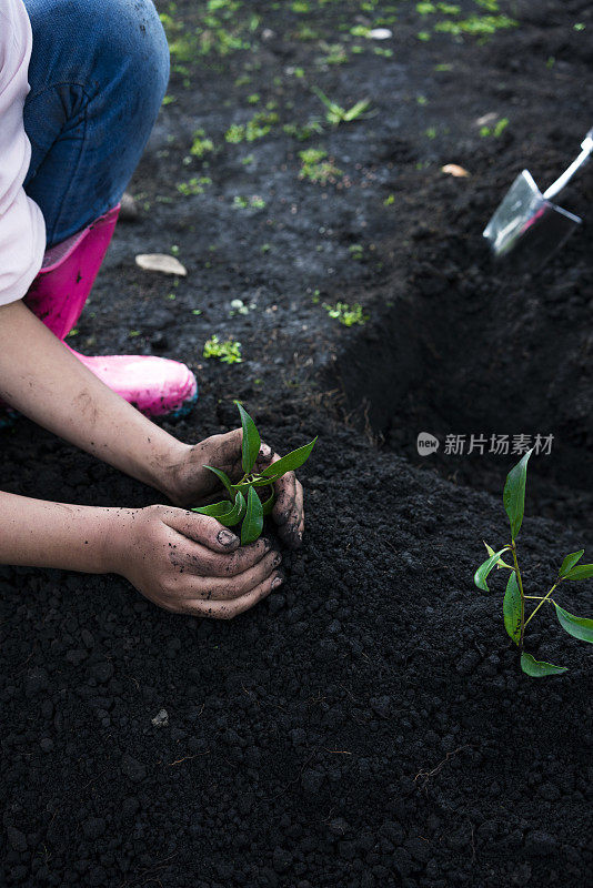 植树节