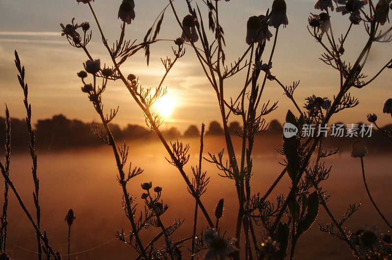 朦胧的乡村日出