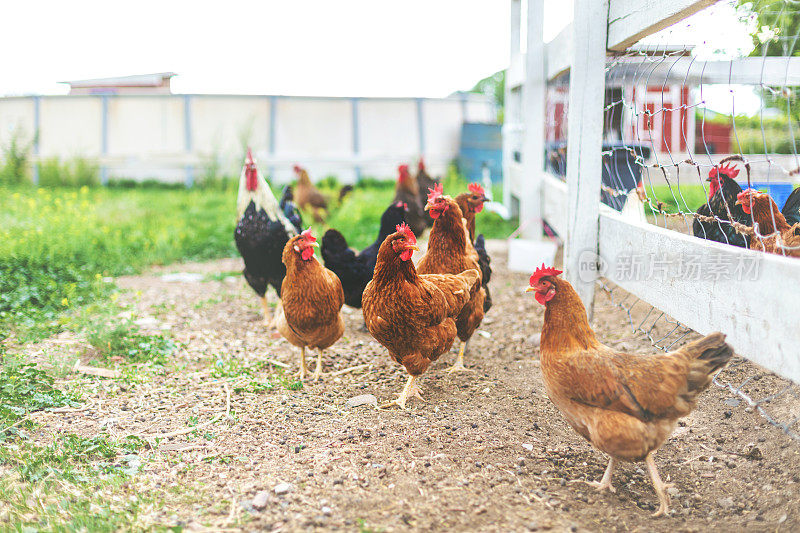 罗德岛红和品种谷仓放养鸡在农村西部科罗拉多户外