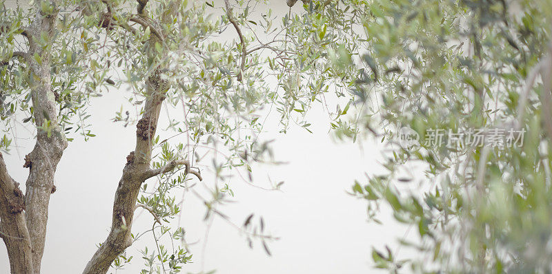 白色背景上的橄榄树的特写
