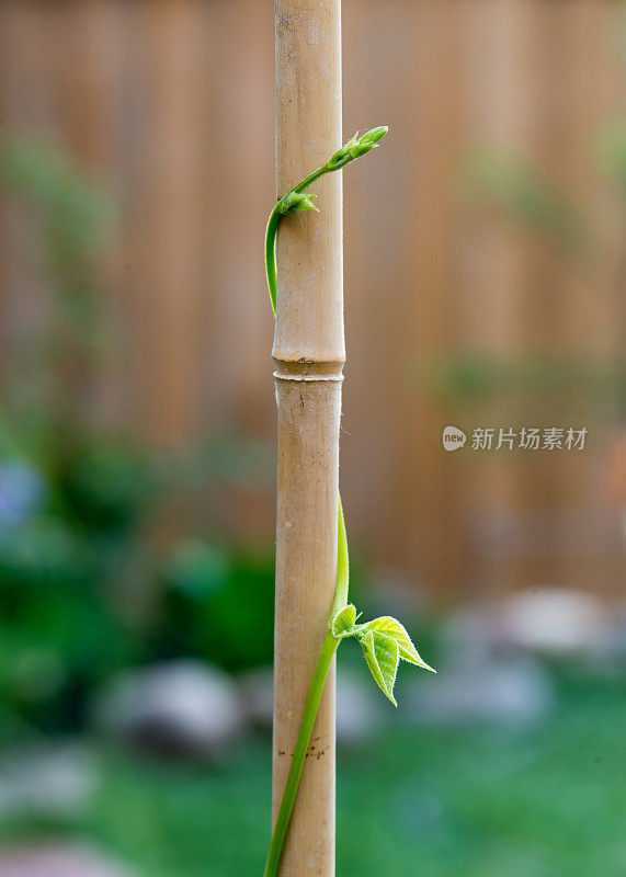 加拿大安大略省家庭菜园竹竿上的扁豆藤