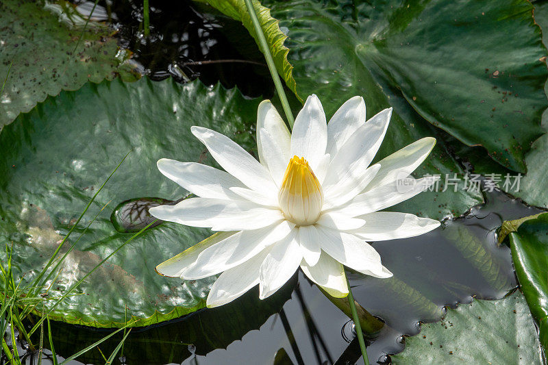 荷花、睡莲、安博塞利花