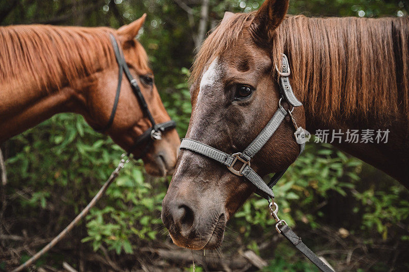 没有什么比马更威严的了