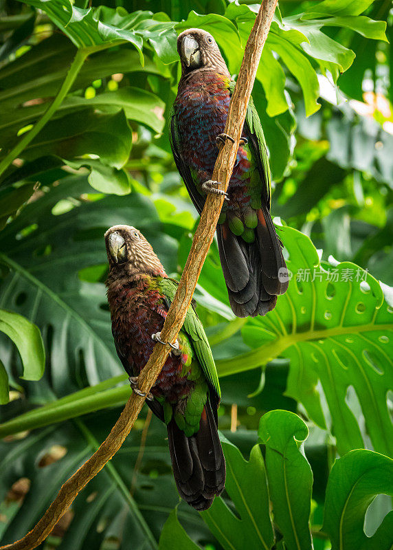 郁郁葱葱的丛林藤蔓上的两只鹰头鹦鹉