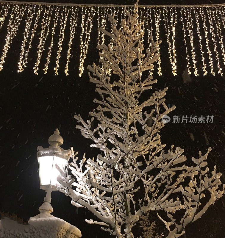 白雪覆盖的圣诞树