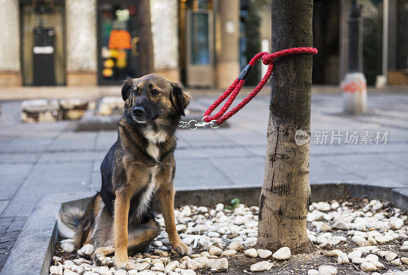 城市街道上的混血赛跑犬