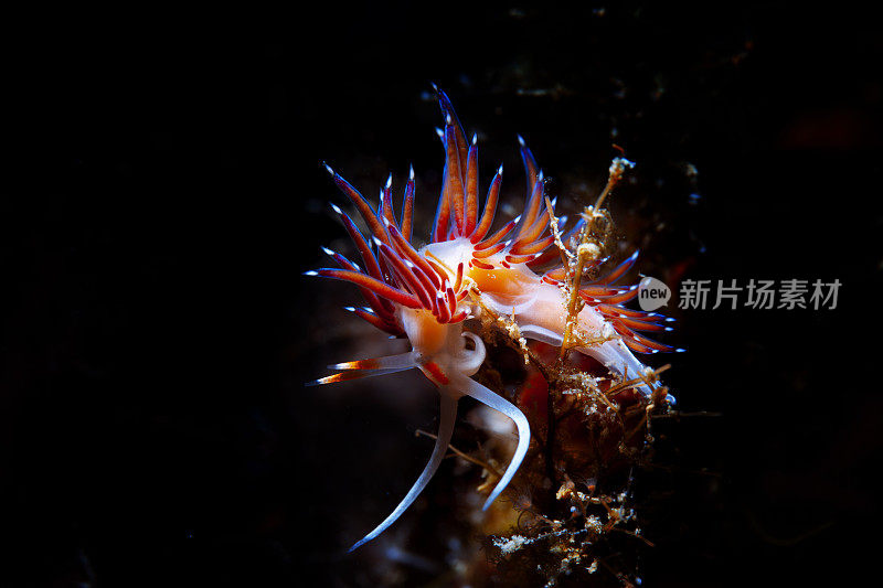 海洋生物裸鳃潜水美人水肺潜水员的观点