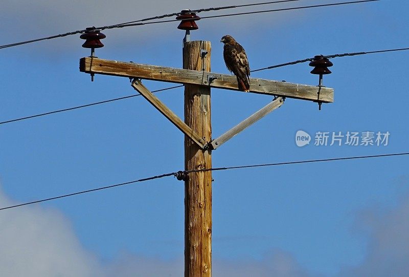 的篇幅避难所红鹰