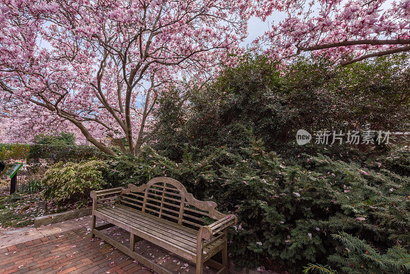 在国家樱花节期间，美国华盛顿月亮门花园的花。