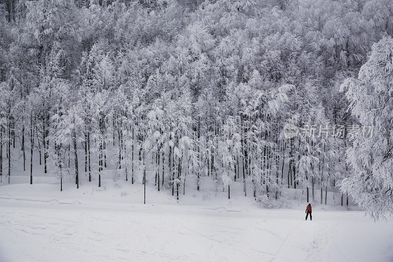 冬天和雪的概念。一个滑雪者在积雪的树前面。