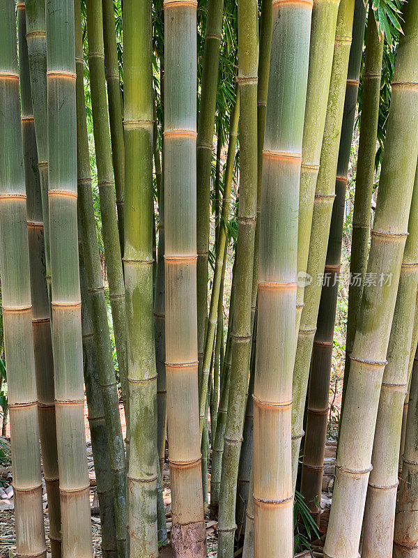 竹子的植物