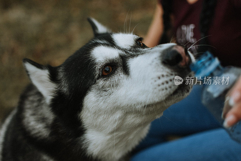 狗喝瓶子里的水