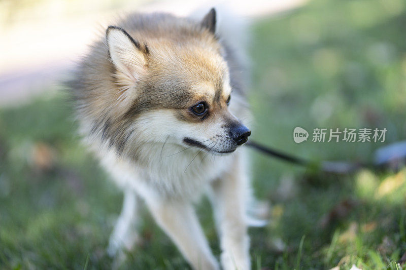 坐在公园草地上的德国喷鼻犬