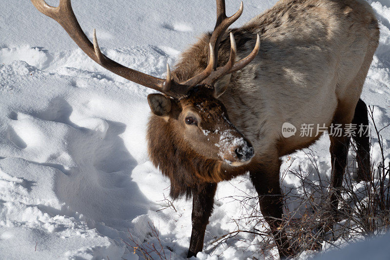 黄石公园里的公麋鹿，面对镜头，在零下的积雪下寻找草