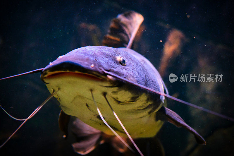 水族馆拍摄的海洋生物