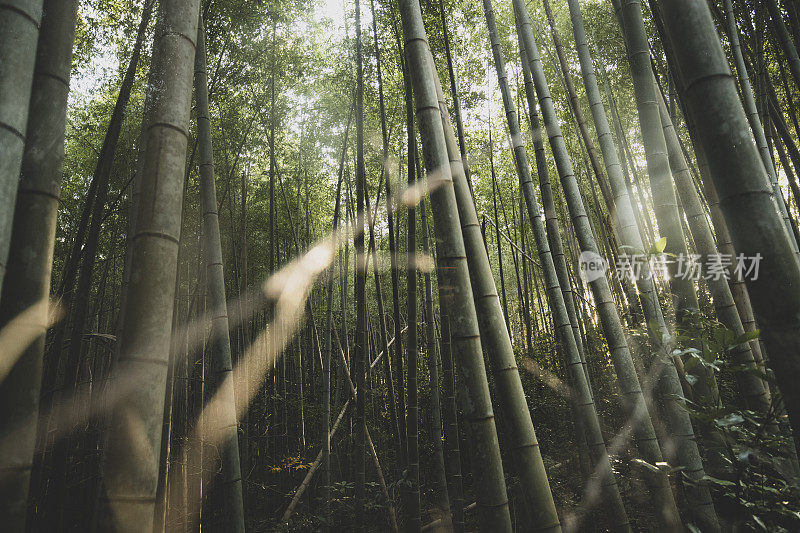 京都竹林