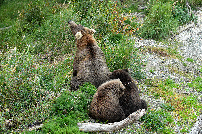 棕色的熊母猪和幼崽