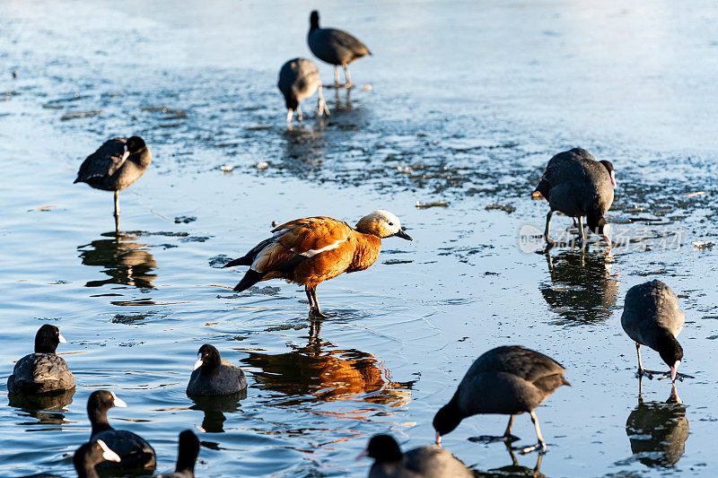 鸭子用水滴在冰上，喂食
