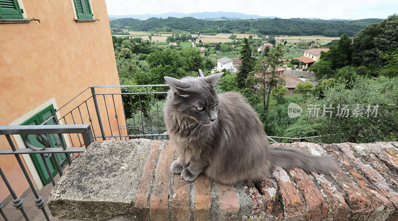 猫和托斯卡纳风景