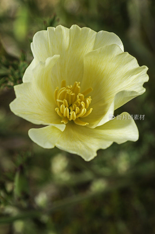 白色花菱草;加州罂粟:一种加州罂粟花的开花颜色的遗传变异。