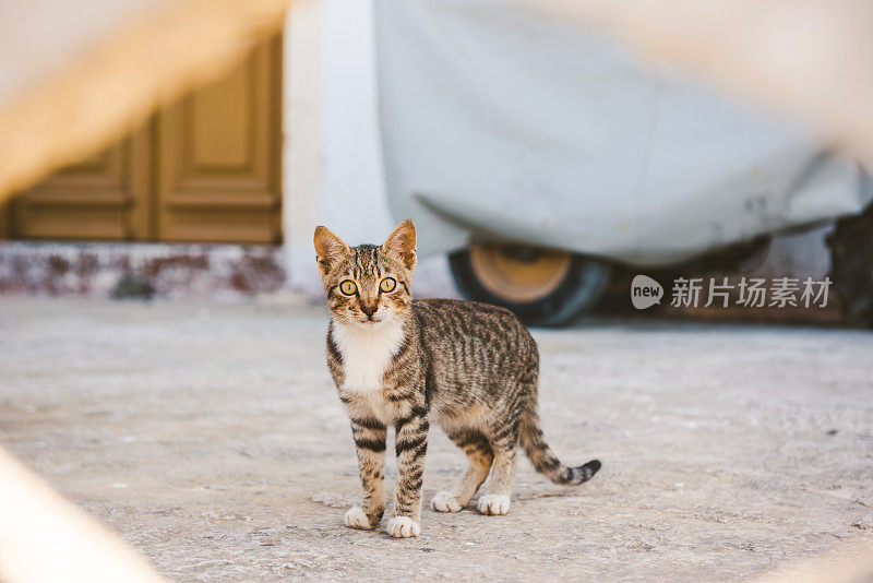 可爱的流浪猫看着相机