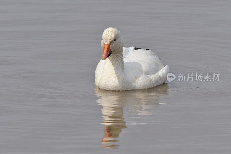 雪雁游泳