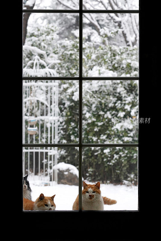 窗户外雪后庭院里的猫