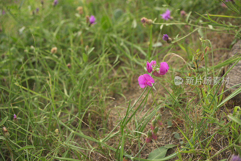 绿色草地上的野豌豆花