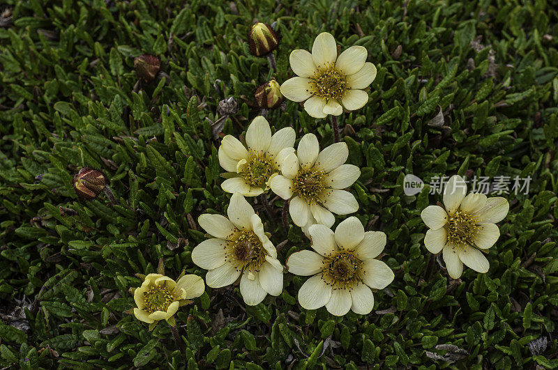 北极水杨梅属植物;新integrifolia;萨默塞特岛;努勒维特;加拿大;蔷薇科，白色，黄色花，北极植物群，北极苔原
