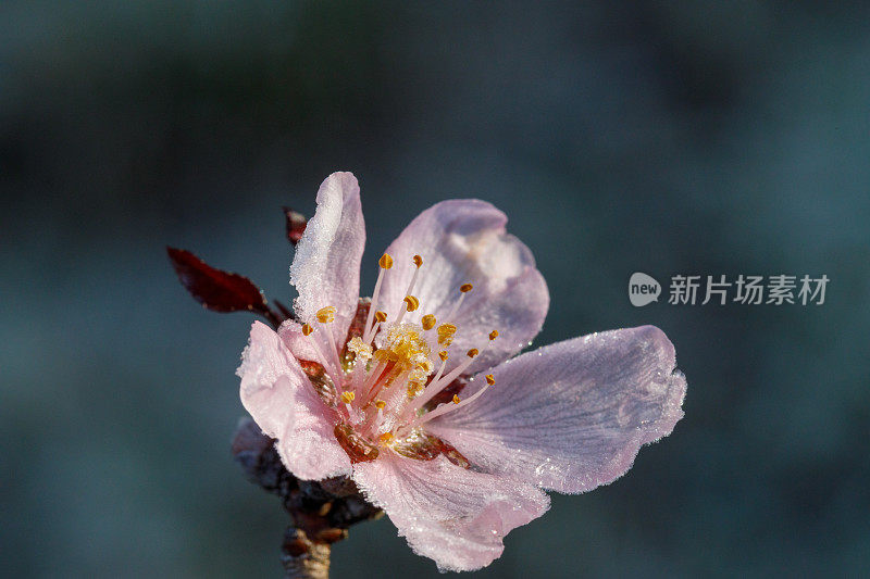 开花结果的树。霜